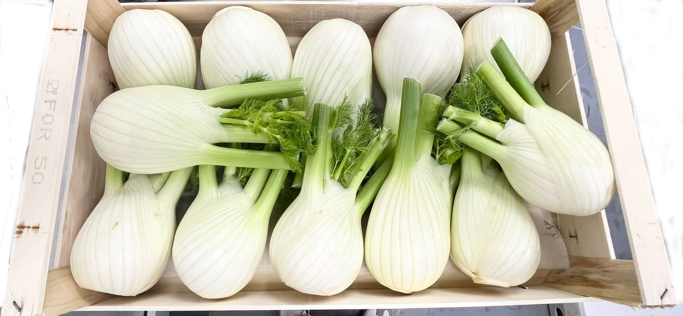 Fennel Italy 5kg