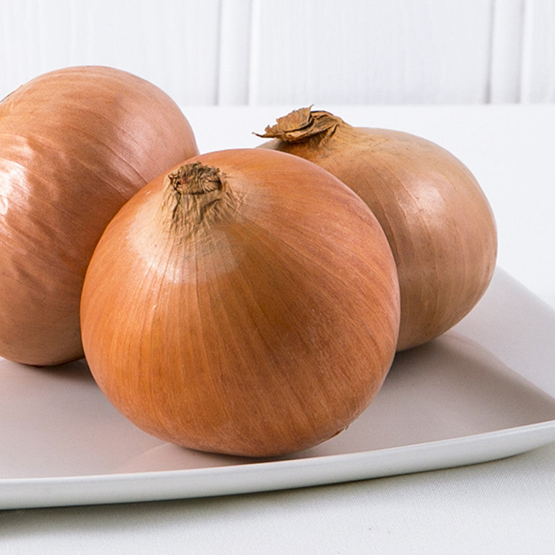 Brown Onion