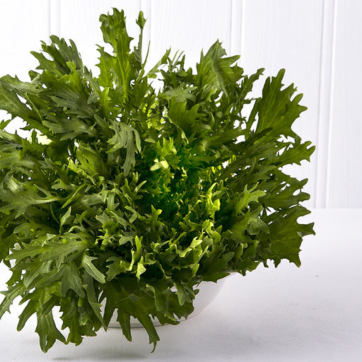 Frise Lettuce