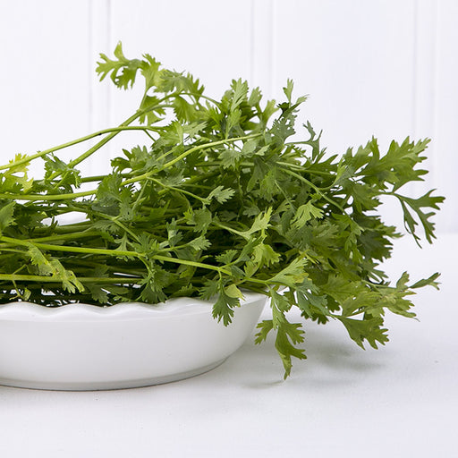 Coriander